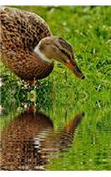 Duck and its Reflection in a Pond Journal