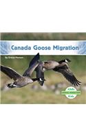 Canada Goose Migration