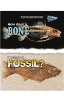 How Does it Happen How Does a Bone Become a Fossil?: (How Does It Happen)
