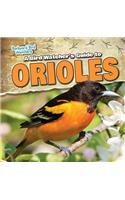 A Bird Watcher's Guide to Orioles