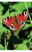 Peacock Butterfly Journal