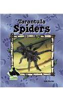 Tarantula Spiders: (Animal Kingdom)