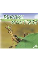 Praying Mantises: (Insects Discovery Library)