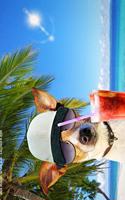 Jack Russel im Urlaub - Kalender 2020