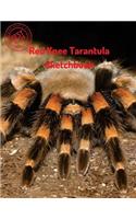 Red Knee Tarantula Sketchbook