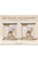 Human Anatomy