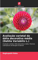 Avaliação varietal da dália decorativa média (Dahlia Variabilis L.)