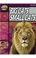 Rapid Stage 1 Set A Reader Pack: Big Cats Small Cats (Series 1): (RAPID SERIES 1)