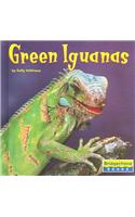 Green Iguanas