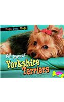 All About Yorkshire Terriers