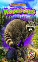 Raccoons