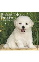 Bichon Frise Puppies 2018 Calendar