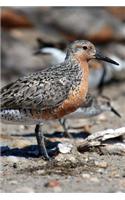 Red Knot Bird Journal (Calidris Canutus): 150 Page Lined Notebook/Diary
