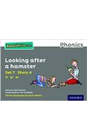 Read Write Inc. Phonics: Grey Set 7 Storybook 4 Looking After a Hamster
