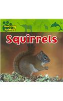 Squirrels