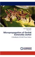 Micropropagation of Orchid Esmeralda Clarkei