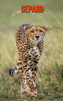 Gepard: Erstaunliche Fakten & Bilder
