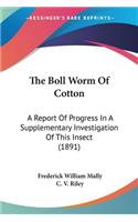 Boll Worm Of Cotton