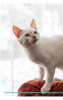 Mekong Bobtail Affirmations Workbook Mekong Bobtail Presents