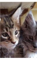 Lovely Little Maine Coon Kittens Portrait Journal: 150 Page Lined Notebook/Diary