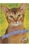 Abyssinians