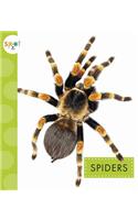 Spiders