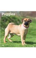 Puggles 2020 Square Wall Calendar