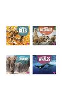Animal Groups