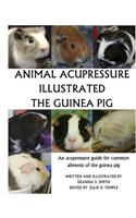 Animal Acupressure Illustration The Guinea Pig