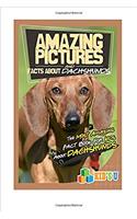 Amazing Pictures and Facts About Dachshunds: The Most Amazing Fact Book for Kids About Dachshunds (Kids U)