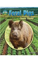 Feral Pigs