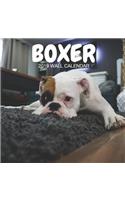 Boxer 2019 Wall Calendar