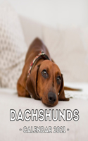 Dachshunds