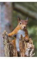 Say Hello to the Red Squirrel Journal: 150 Page Lined Notebook/Diary