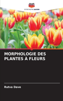Morphologie Des Plantes À Fleurs