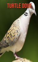 Turtle Dove