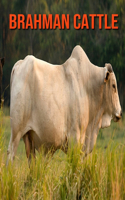 Brahman Cattle: Amazing Facts about Brahman Cattle
