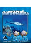 Barracuda