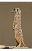 My Favorite Animal, Meerkat Journal