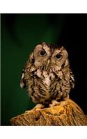 Owl Notebook