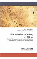 Vascular Anatomy of Citrus