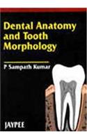 Dental Anatomy and Tooth Morphology