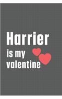 Harrier is my valentine: For Harrier Dog Fans