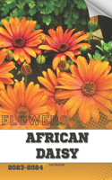 African Daisy