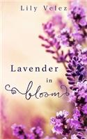 Lavender in Bloom