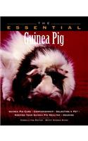 The Essential Guinea Pig