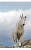 Mountain Goat in the Wild Animal Journal