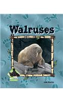 Walruses
