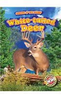 White-tailed Deer