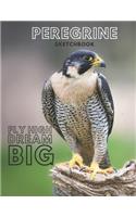 Peregrine falcon Sketchbook Large sketchbook for drawing 8.5 x 11 inch (21.59 x 27.94 cm) 150 pages: Peregrine falcon blank Journal & blank notebook, sketch, Draw & Doodle